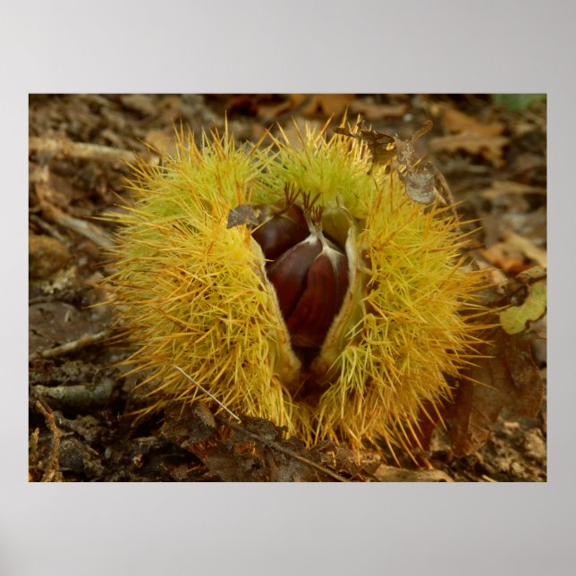 Sweet Chestnut Poster (Front)
