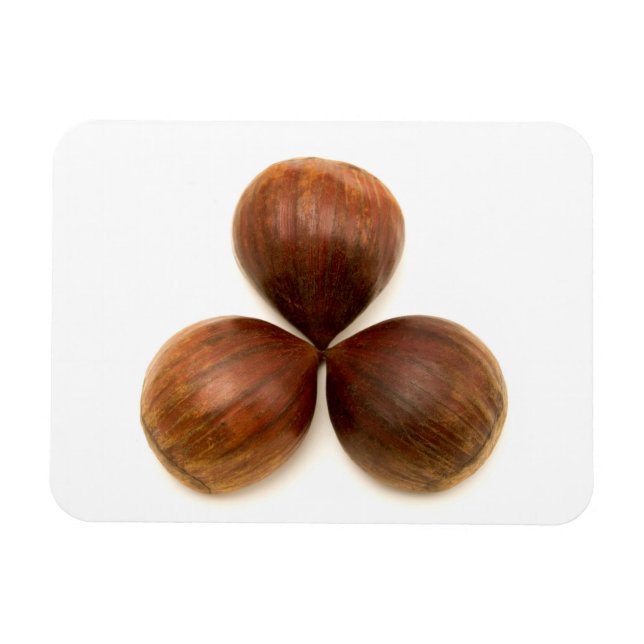Sweet chestnuts fruits magnet (Horizontal)