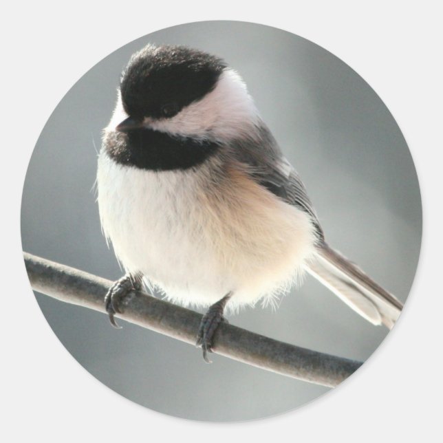 Sweet Chick Stickers (Front)