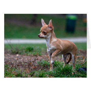 Sweet Chihuahua Puppy Gundog Wannabe