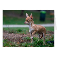Sweet Chihuahua Puppy Gundog Wannabe