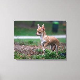 Sweet Chihuahua Puppy Gundog Wannabe Canvas Print