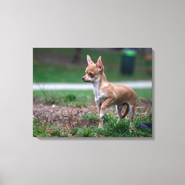 Sweet Chihuahua Puppy Gundog Wannabe Canvas Print (Front)