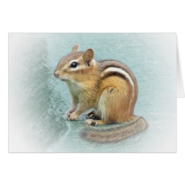 Sweet Chipmunk (Front Horizontal)