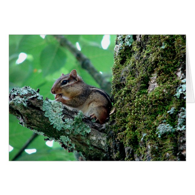 Sweet Chipmunk in a Tree Apparel and Gifts (Front Horizontal)