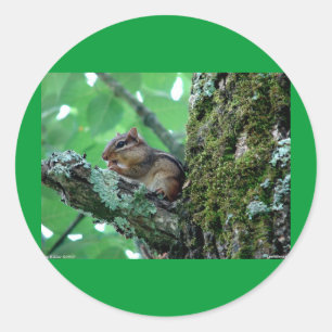 Sweet Chipmunk in a Tree Apparel and Gifts Classic Round Sticker