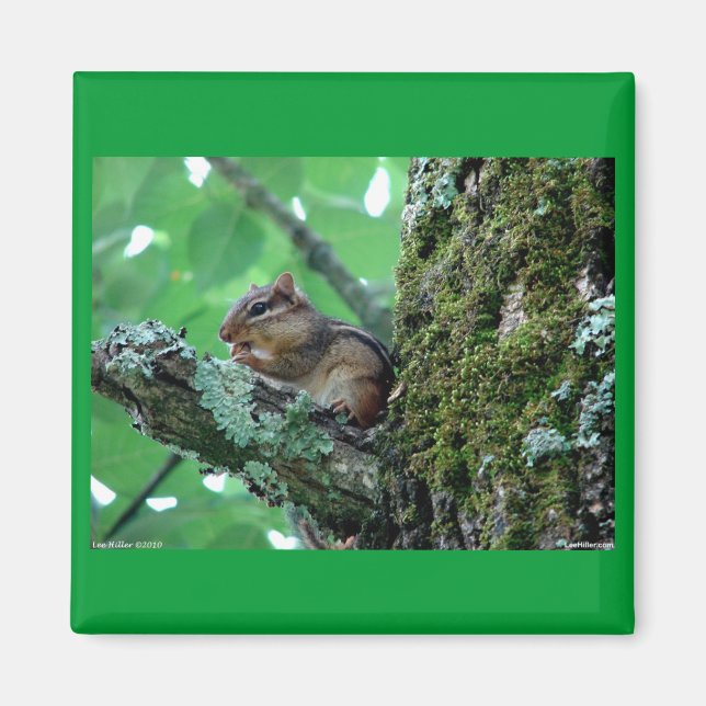 Sweet Chipmunk in a Tree Apparel and Gifts Magnet (Front)