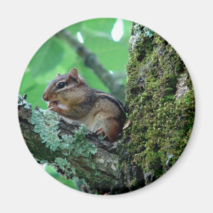 Sweet Chipmunk in a Tree Apparel and Gifts Magnet