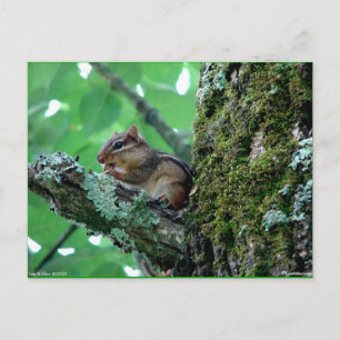 Sweet Chipmunk in a Tree Apparel and Gifts Postcard