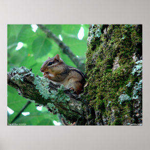 Sweet Chipmunk in a Tree Poster