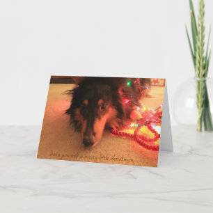 Sweet Collie Christmas, Have yourself a very merry Holiday Card