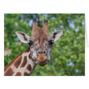 Sweet Curios Giraffe