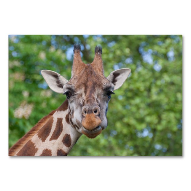 Sweet Curios Giraffe Table Number (Front)