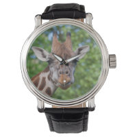 Sweet Curios Giraffe