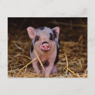 Sweet Cute Pig Postcard