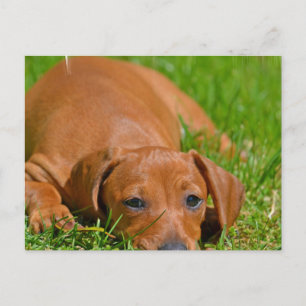 Sweet Daschund Sleeping  Postcard