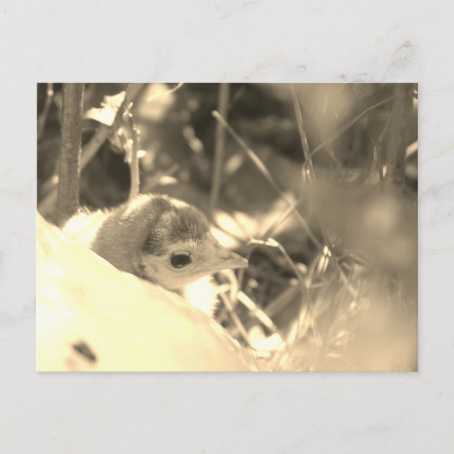 Sweet Dedication - Postcard (Front)