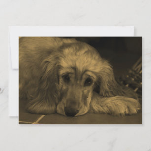 Sweet Dog - Golden Retriever in Sepia Tones Invitation