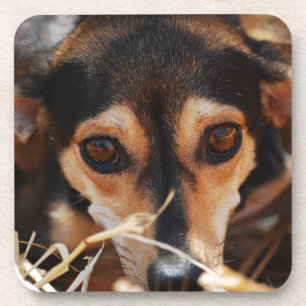 Sweet dog laying in hay coaster