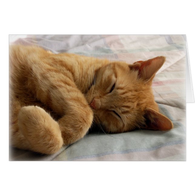 Sweet Dreams (Front Horizontal)