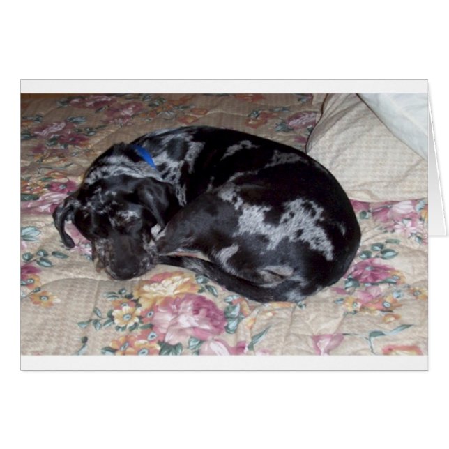 Sweet Dreams  (Front Horizontal)