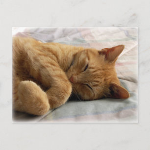 Sweet Dreams Postcard