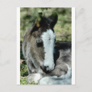 Sweet Dreams Postcard