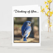 Sweet Eastern Bluebird (Thinking of You) Card (Yellow Flower)