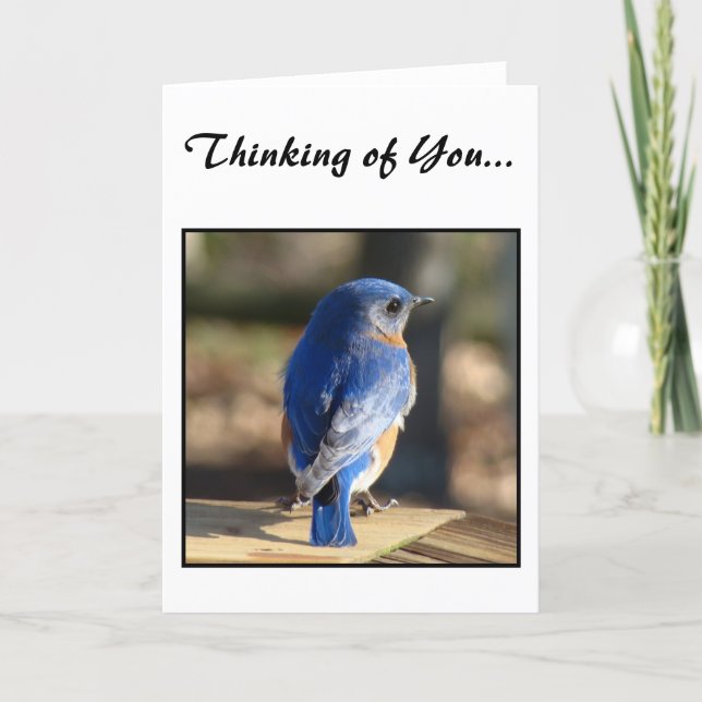 Sweet Eastern Bluebird (Thinking of You) Card (Front)