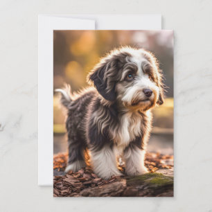 Sweet expatriate puppy