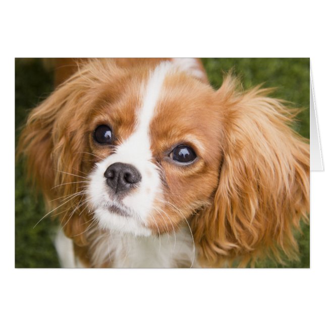Sweet Eyes King Charles Spaniel Blank Card (Front Horizontal)