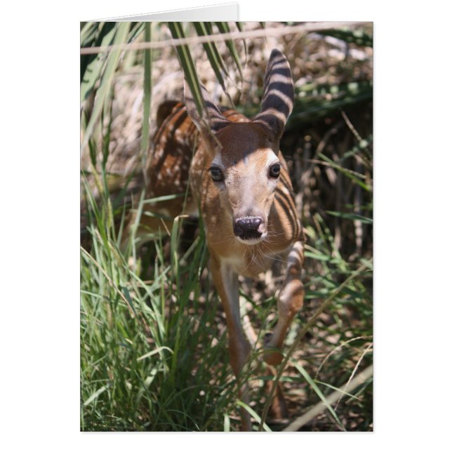 Sweet Fawn (Front)