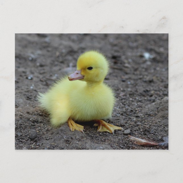 Sweet Fluffy Duckling Yellow Postcard (Front)
