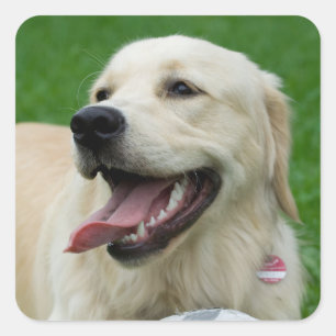 Sweet Friendly Labrador Square Sticker