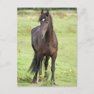 Sweet Friesian Horse  Postcard