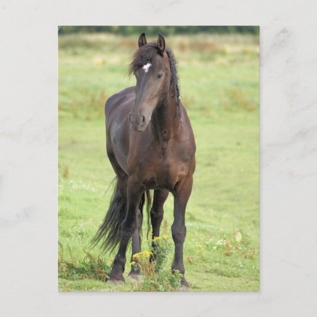 Sweet Friesian Horse  Postcard (Front)
