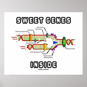 Sweet Genes Inside DNA Replication Humour Poster