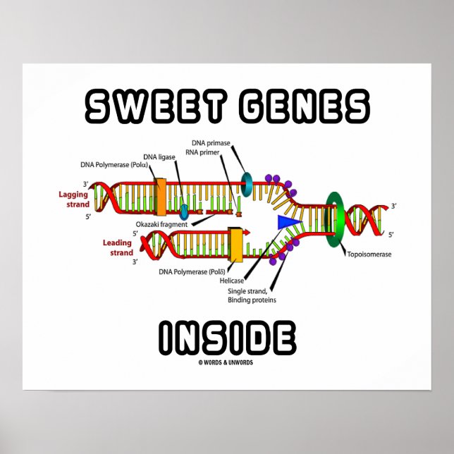 Sweet Genes Inside DNA Replication Humour Poster (Front)