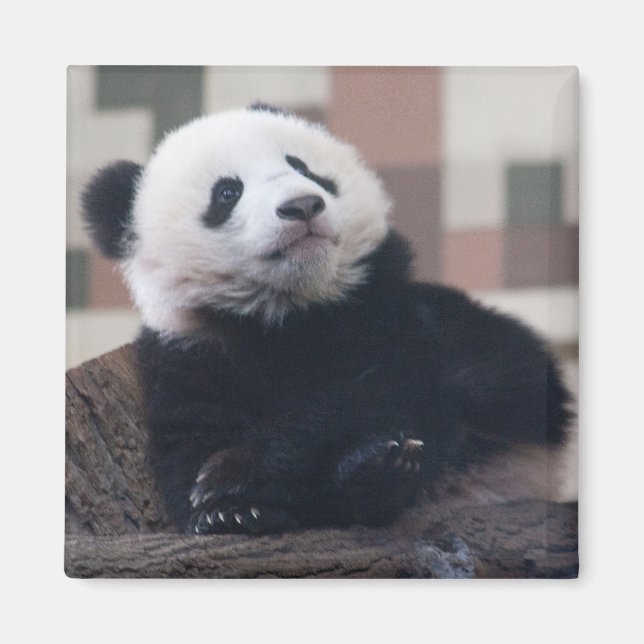 Sweet Giant Panda Baby Magnet (Front)