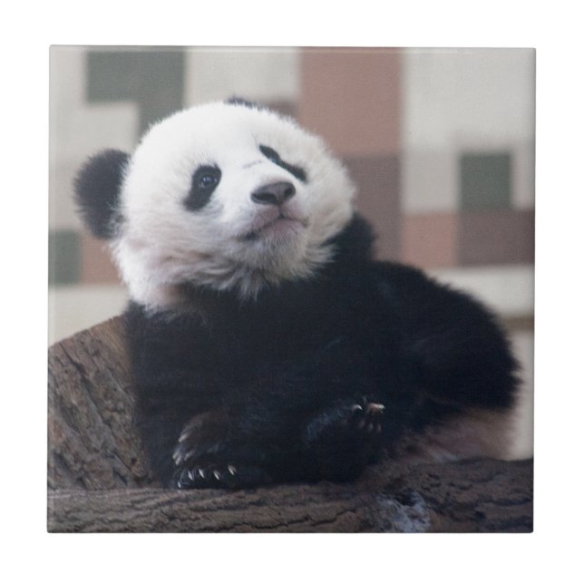 Sweet Giant Panda Baby Tile (Front)