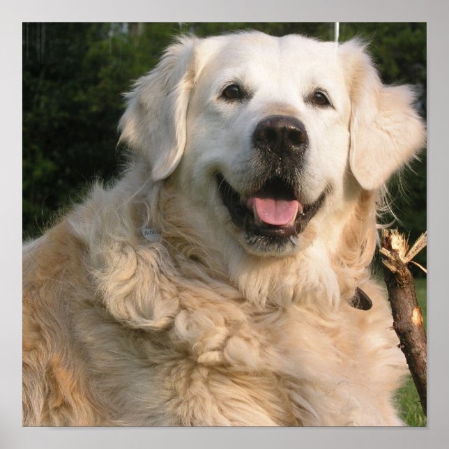 Sweet Golden Retriever Poster (Front)
