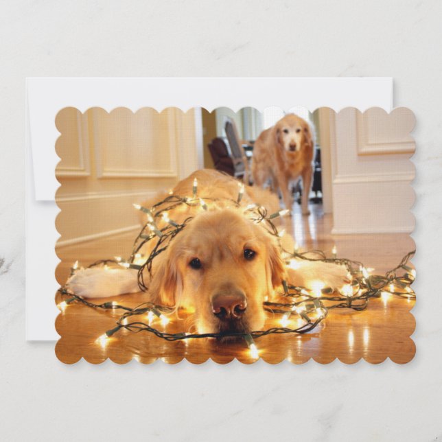 Sweet Golden Retriever tangled up (Front)