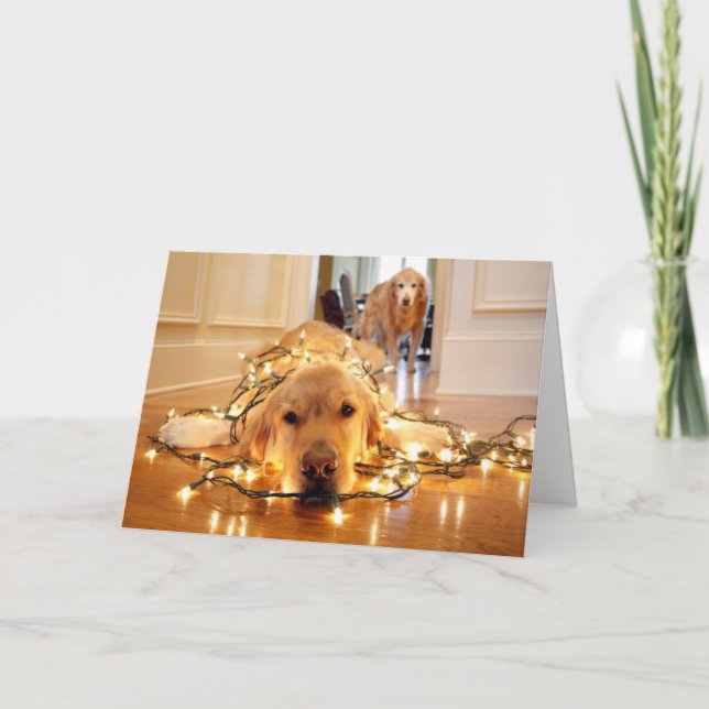 Sweet Golden Retriever tangled up Holiday Card (Front)