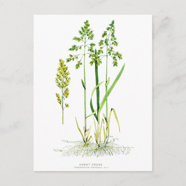 Sweet Grass Botanical Postcard (Front)