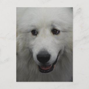 Sweet Great Pyrenees Postcard
