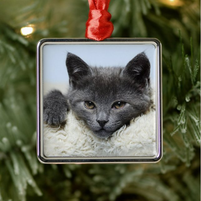 Sweet Grey Cat Face Ornament (Creator Uploaded)