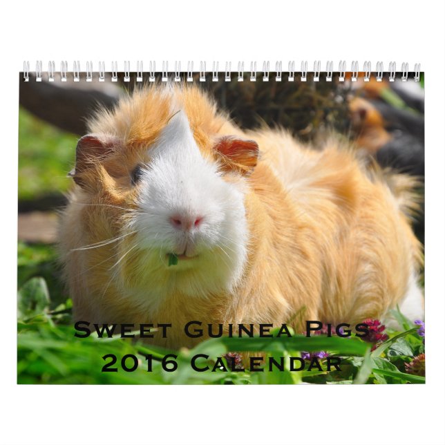 Sweet Guinea Pigs 2016 Calendar (Cover)