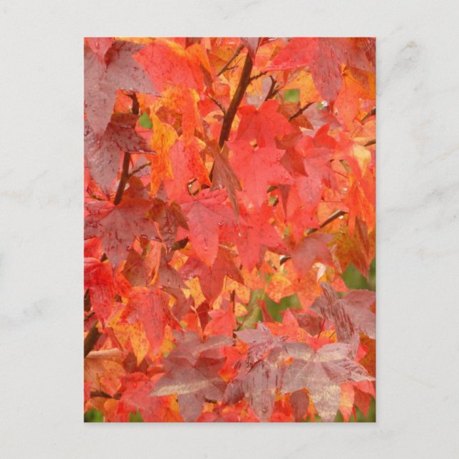 Sweet Gum Leaves Postcard (Front)