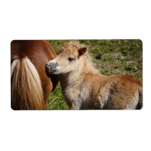Sweet Haflinger Foal