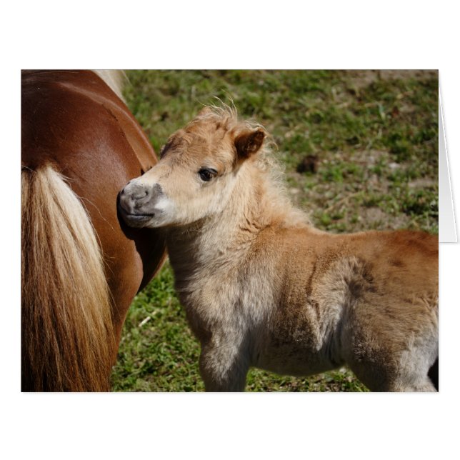 Sweet Haflinger Foal (Front Horizontal)